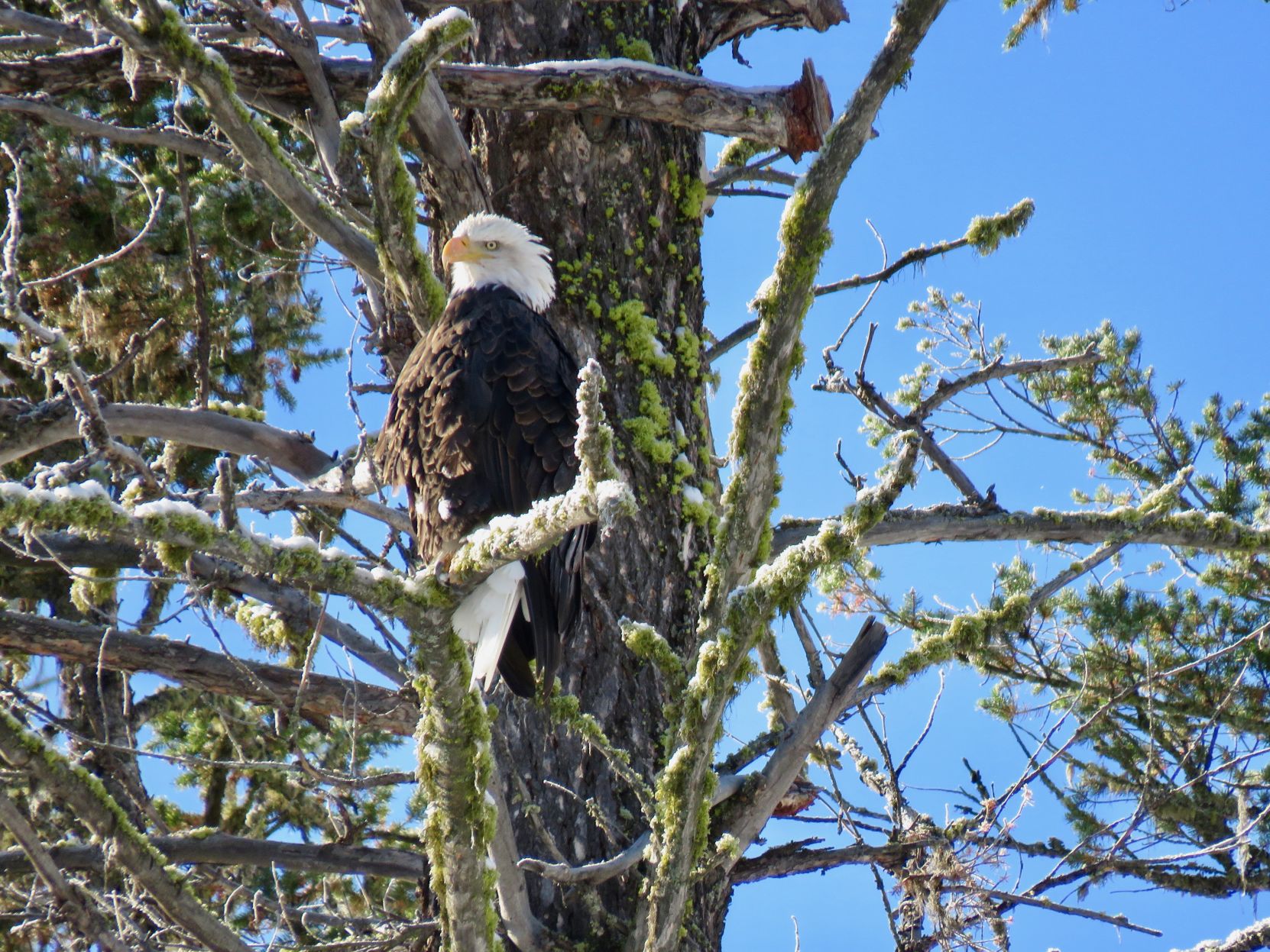 Bald Eagle count Winter eagle.jpeg